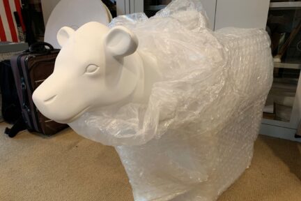 Unwrapping of the Museum of Cambridge mini-moo, a pure white cow sculpture, wrapped in white bubblewrap with only the cow head visible