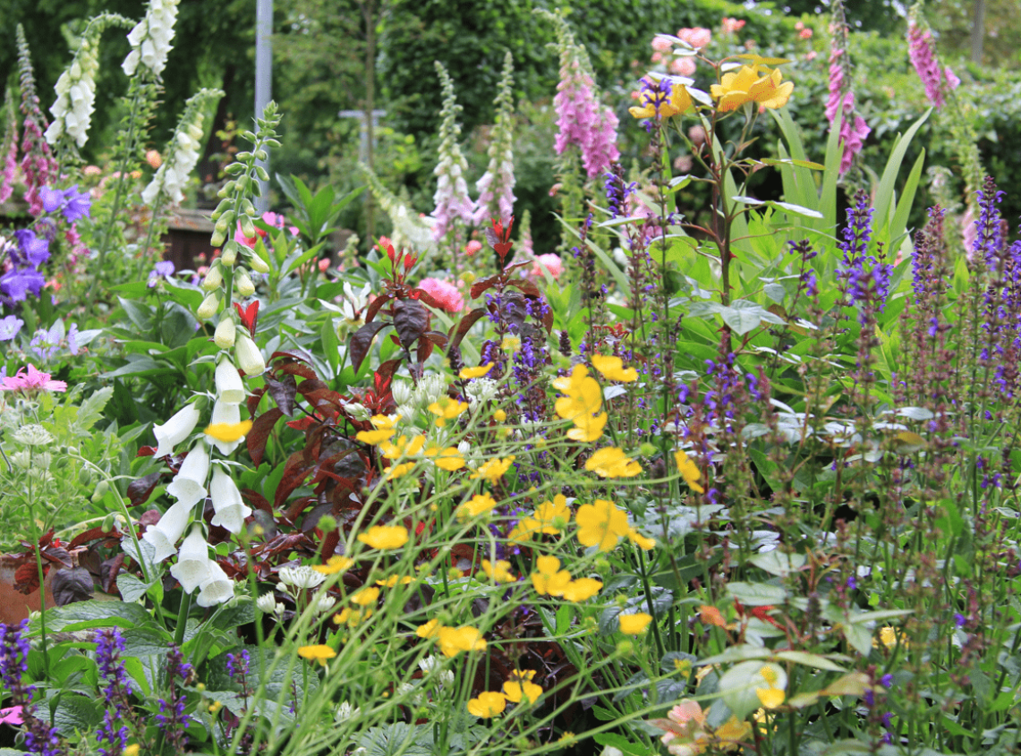 Photograph of greenery in a garden with an abundance of flowers in various colours